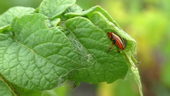 隐藏在绿叶中的科罗拉多马铃薯甲虫