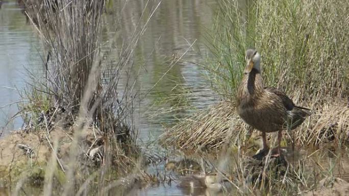 鸭妈妈和她的三个宝宝在郁郁葱葱的湿地水中休息