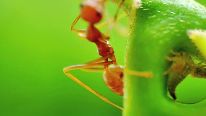 红蚂蚁牧养了一个蚜虫农场