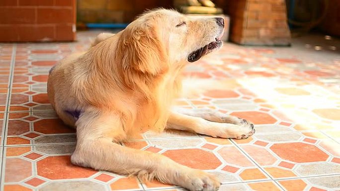 金毛猎犬狗抓痒的皮肤