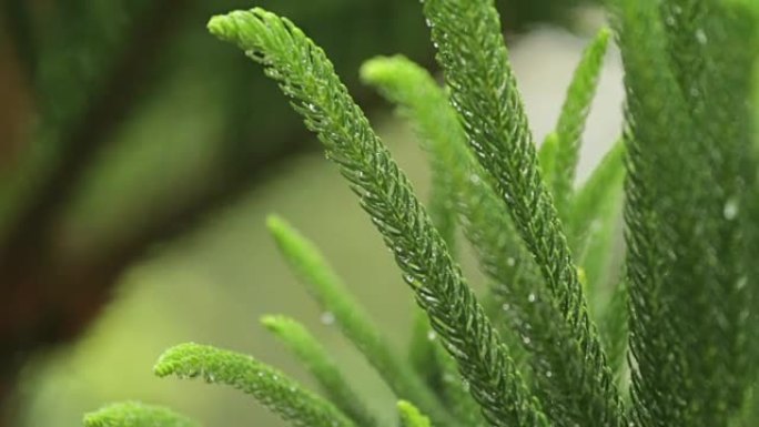 大雨和绿叶
