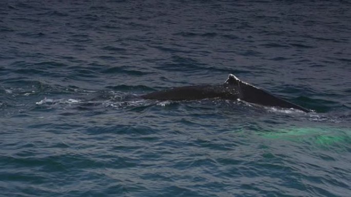 冰岛鲸鱼在水面上呼吸