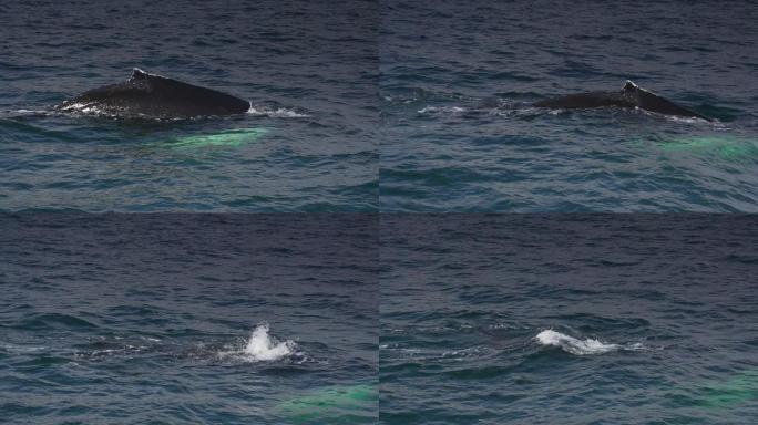 冰岛鲸鱼在水面上呼吸