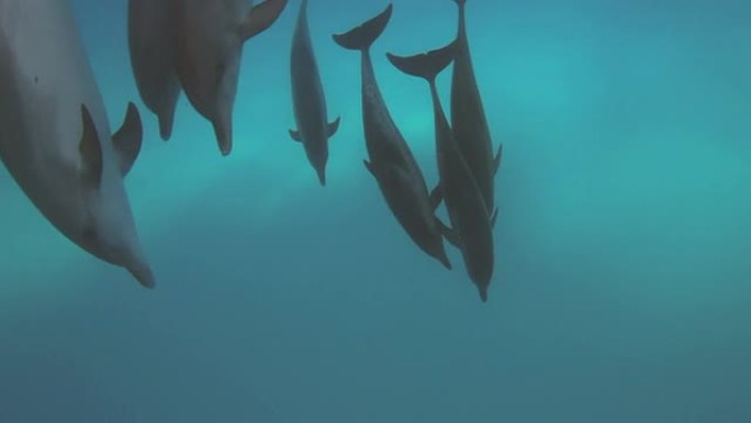 海豚海豚飞跃跳跃狂欢大海海面鱼群畅游