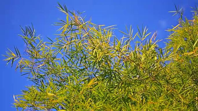 竹树的运动叶缝阳光普照绿色春天夏日树林森