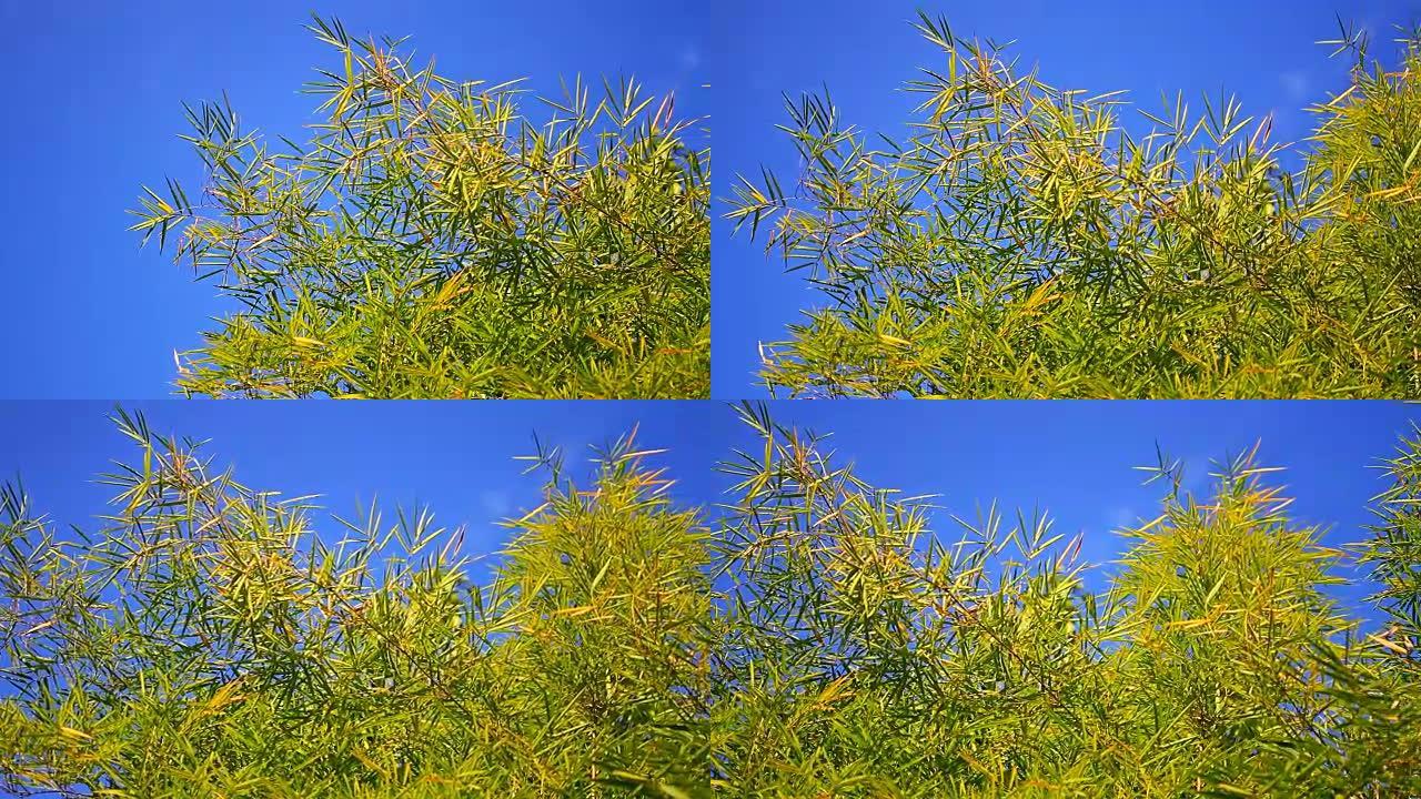 竹树的运动叶缝阳光普照绿色春天夏日树林森