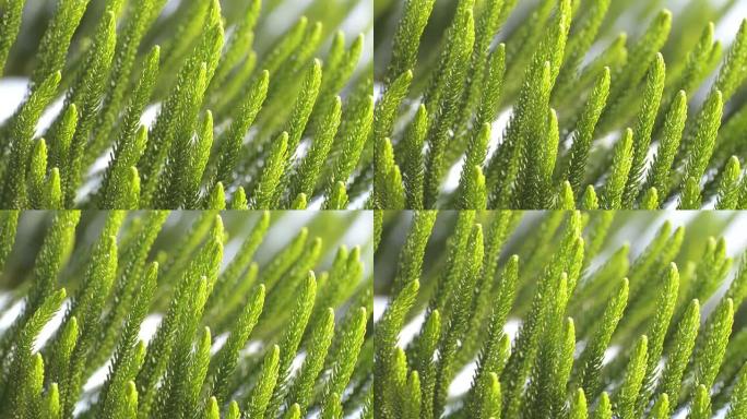 靠近风中的松树