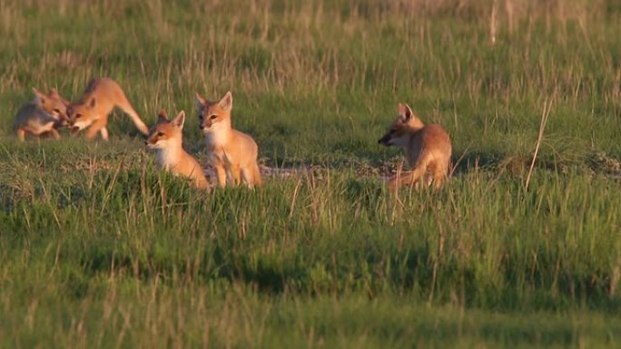 高清视频斯威夫特狐狸小狗玩波尼国家草原科罗拉多州