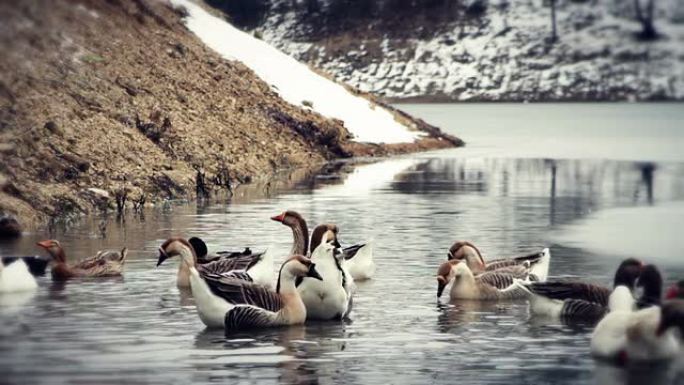 鹅聚集在白雪皑皑的湖边