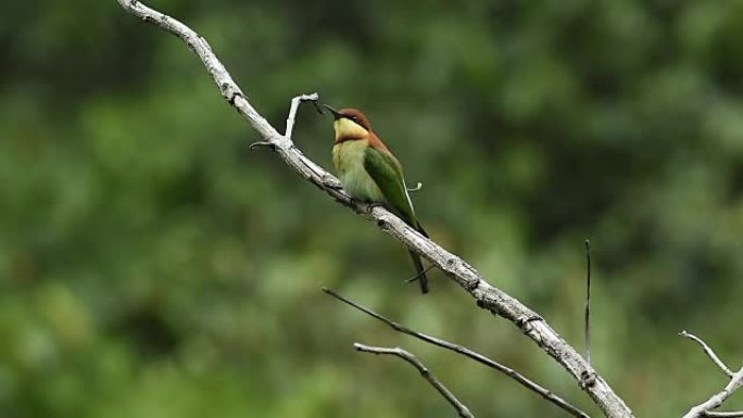 鸟类的生活野生动物保护生物生态飞翔飞鸟