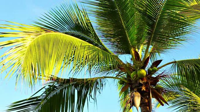 天空中的棕榈树。唯美阳光森林树叶逆光竹林