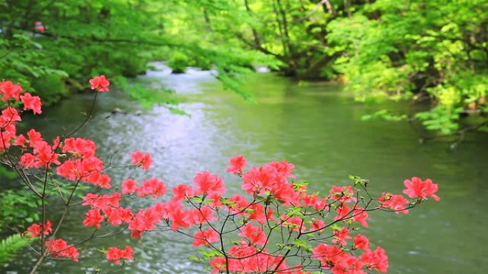 带红花的绿色溪流