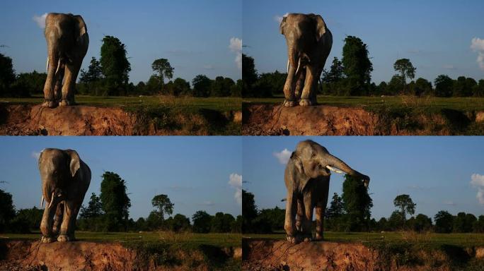 泰国素林的亚洲象傍晚黄昏自然生态野生动物
