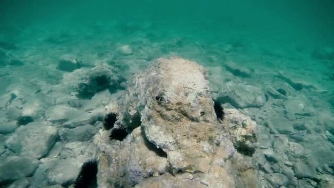 水下海底世界海洋生物探索小鱼