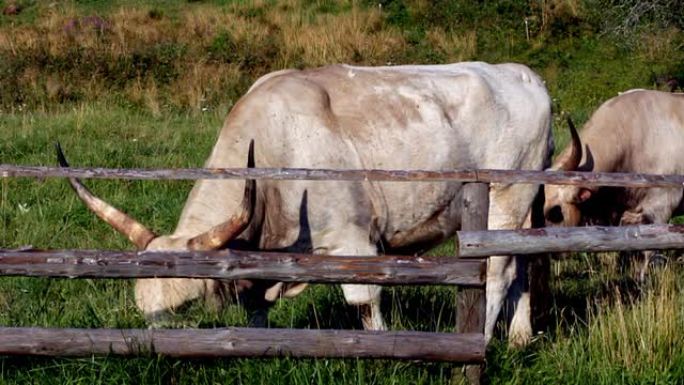农场里的两头公牛