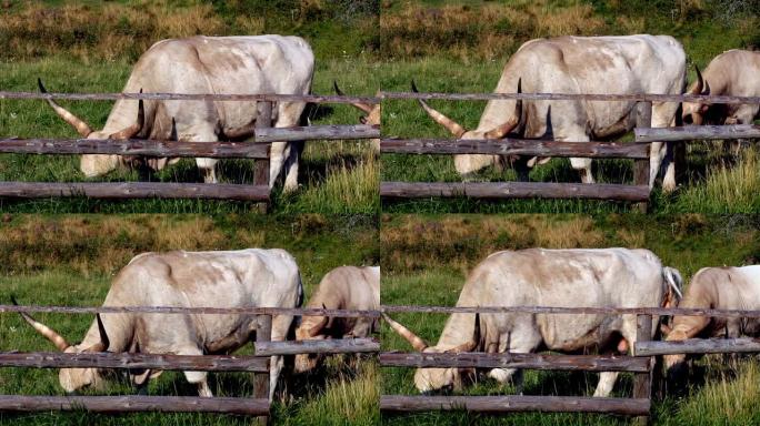 农场里的两头公牛