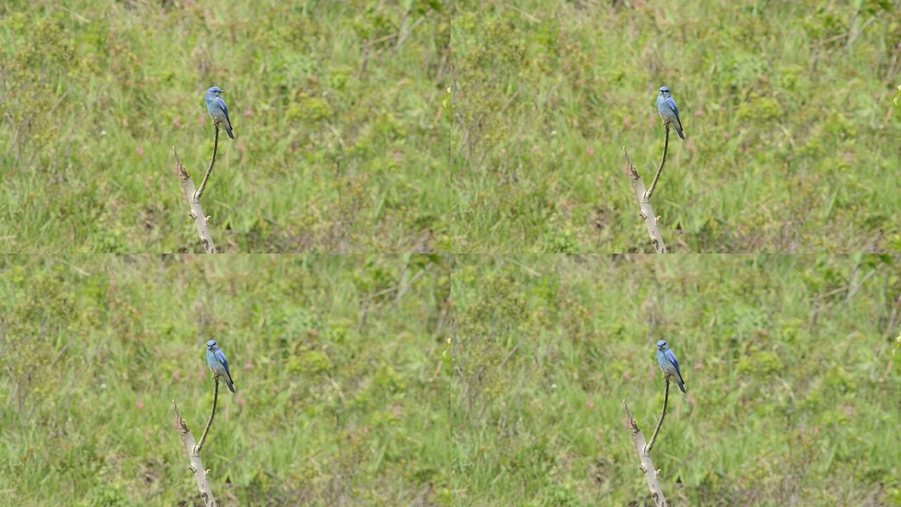 黄石国家公园的山蓝鸟