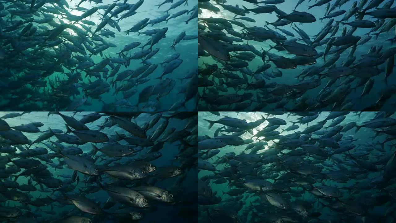 在海面下游泳的Trevally Jack fish，巴厘岛 (4K)
