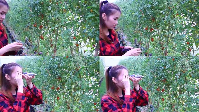 农民使用手折射仪检查植物