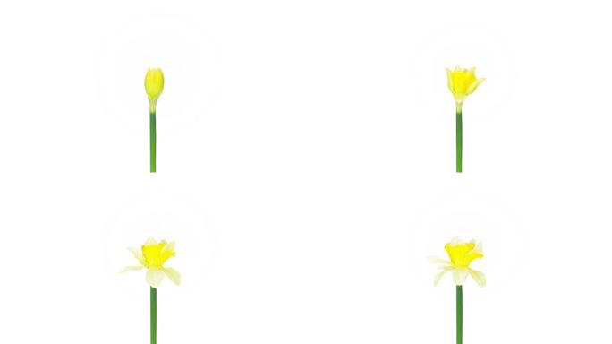 黄色水仙; Time Lapse