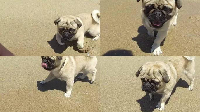 在海滩上玩耍的哈巴狗。慢动作。