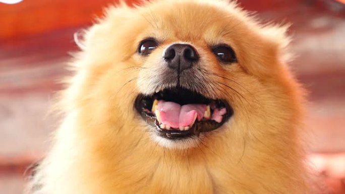 非常可爱的波美拉尼亚犬，面带微笑