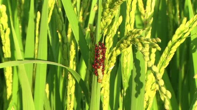 高清：水稻茎上的昆虫对抗叶子和谷物（视频）