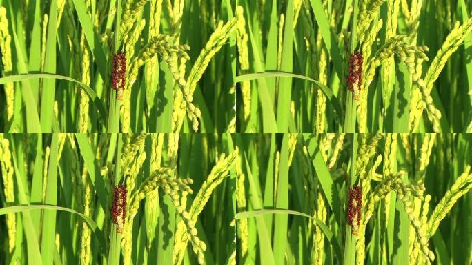 高清：水稻茎上的昆虫对抗叶子和谷物（视频）