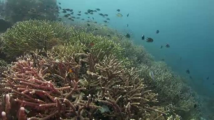 印度尼西亚雀鲷学校鹿角硬珊瑚