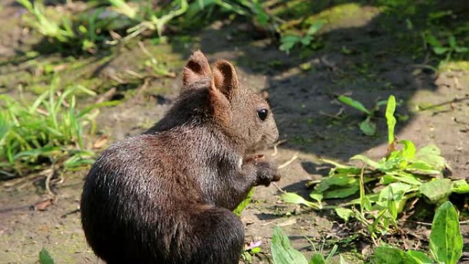 吃松鼠的松果小松鼠吃食物野生保护动物
