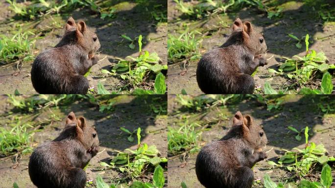 吃松鼠的松果小松鼠吃食物野生保护动物
