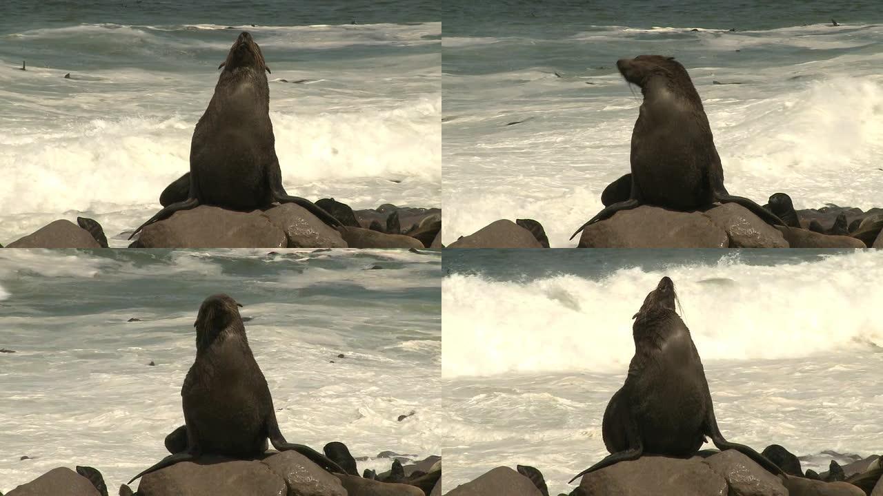 纳米比亚克罗斯角的Sealcolony