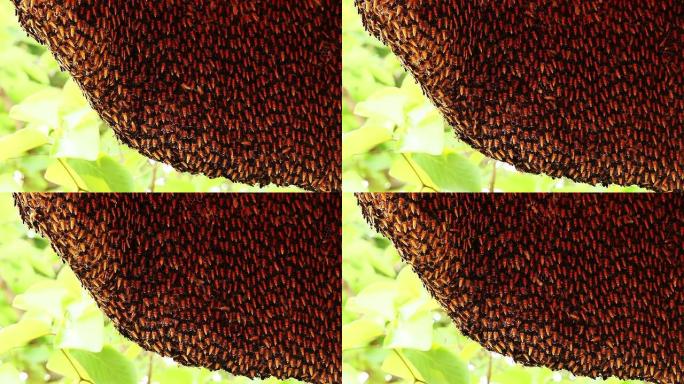 野生蜜蜂蜜蜂巢蜂蜜马蜂窝