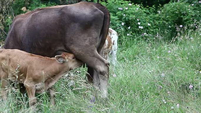 田野里的奶牛和她的小牛