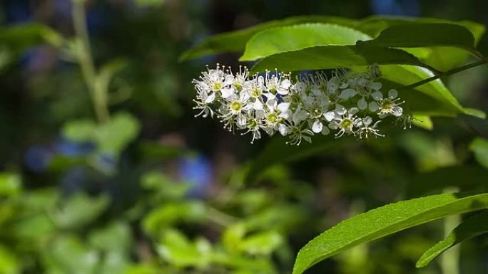 森林里有花的树。保护区内的野生植被。