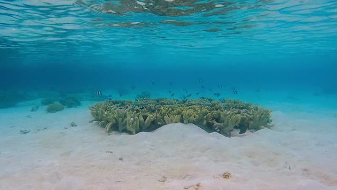 海底奇异珊瑚的延时
