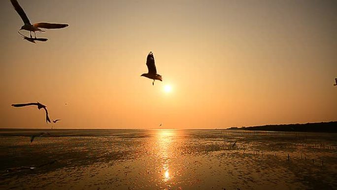 海鸥在日落背景下飞翔