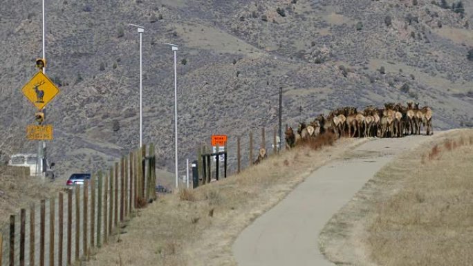 麋鹿群在Golden Colorado野生动物十字路口被交通拦截