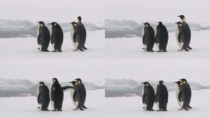 四只企鹅，一只在发抖