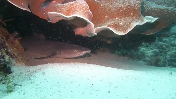 洞里的白鳍礁鲨热带鱼海洋大海野生