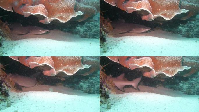 洞里的白鳍礁鲨热带鱼海洋大海野生