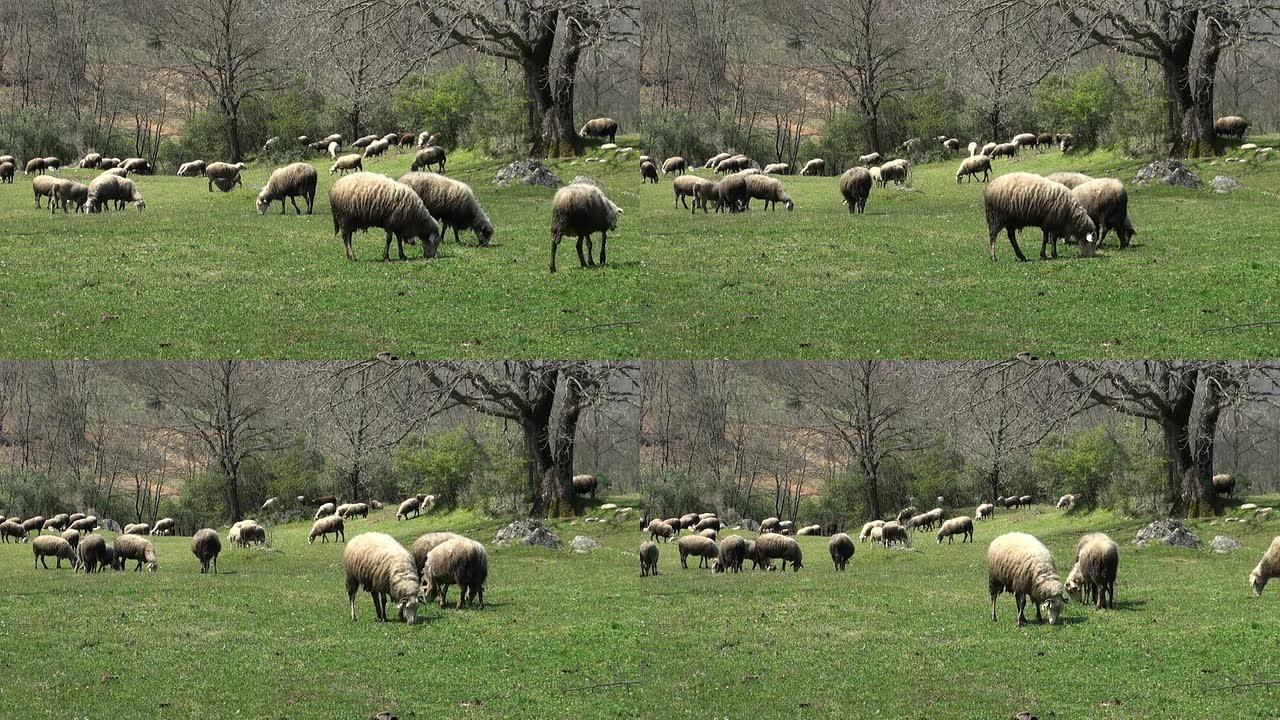 绵羊盛宴