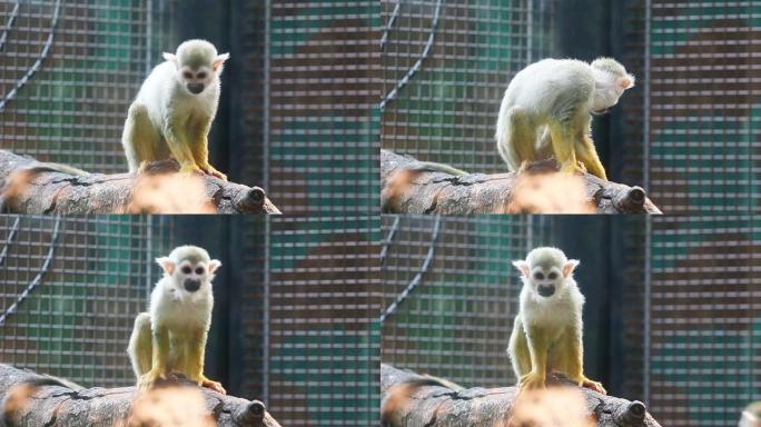 Squirrel monkey (Saimiri sciuereus)