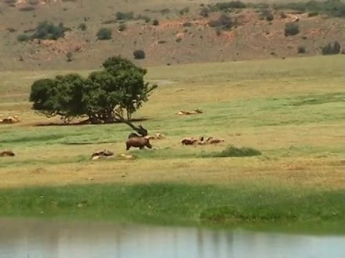 稀树草原上的犀牛