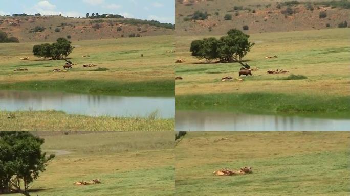 稀树草原上的犀牛