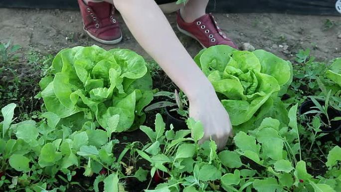 一个女人在菜园里除草