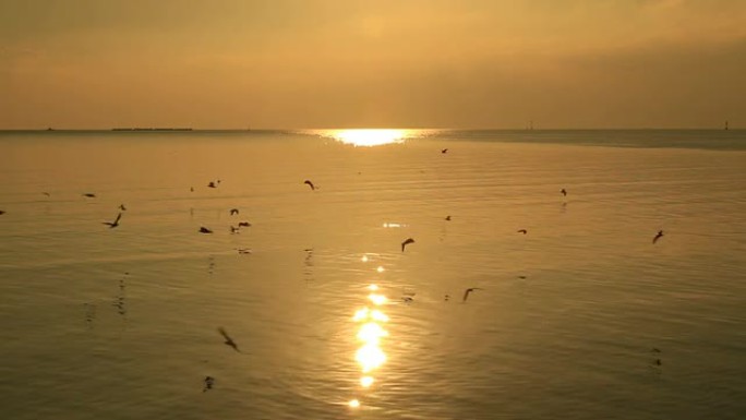 阳光反射在海面上，海鸥在飞翔。