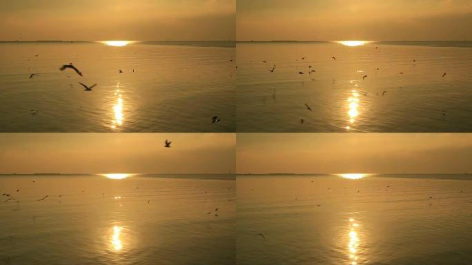 阳光反射在海面上，海鸥在飞翔。