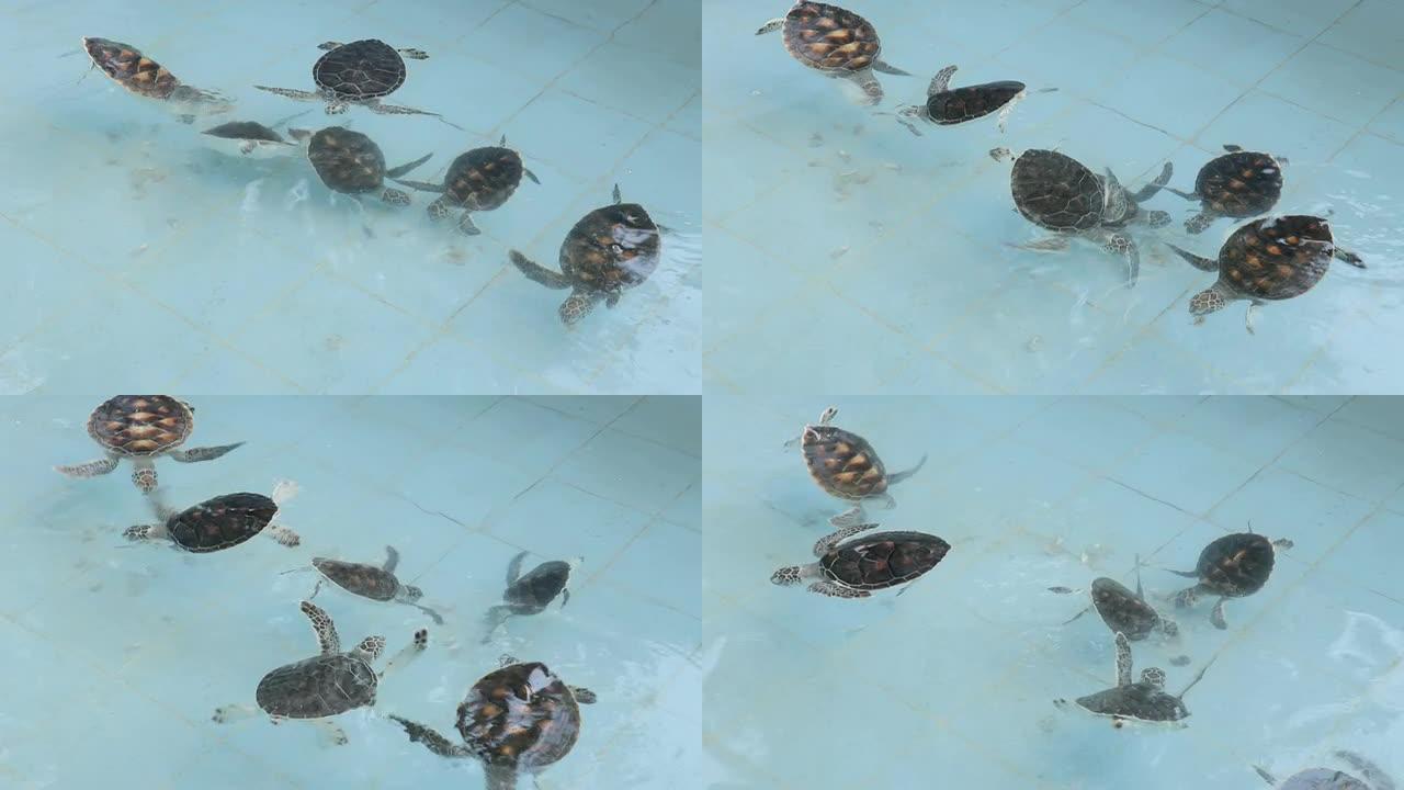 绿海龟宝宝在移动绿海龟宝宝在移动