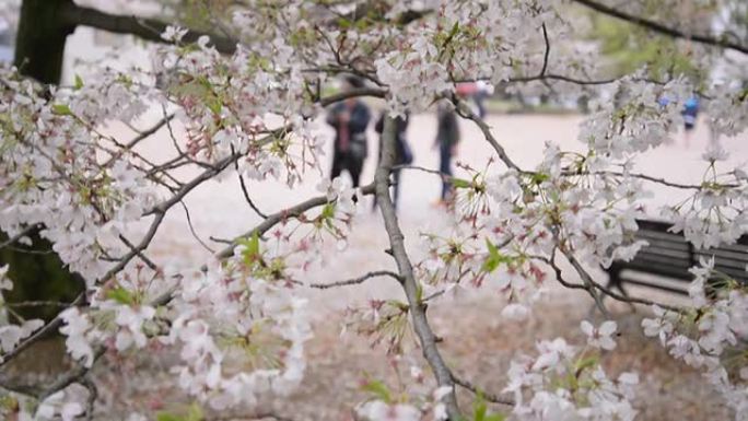 高清：粉红色季节的日本，樱花公园